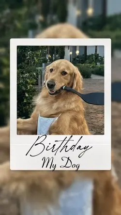 Birthday my dog 