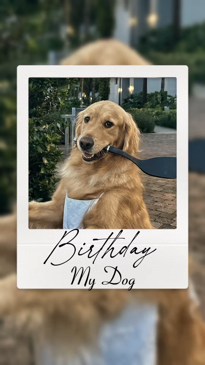 Aniversário meu cachorro 