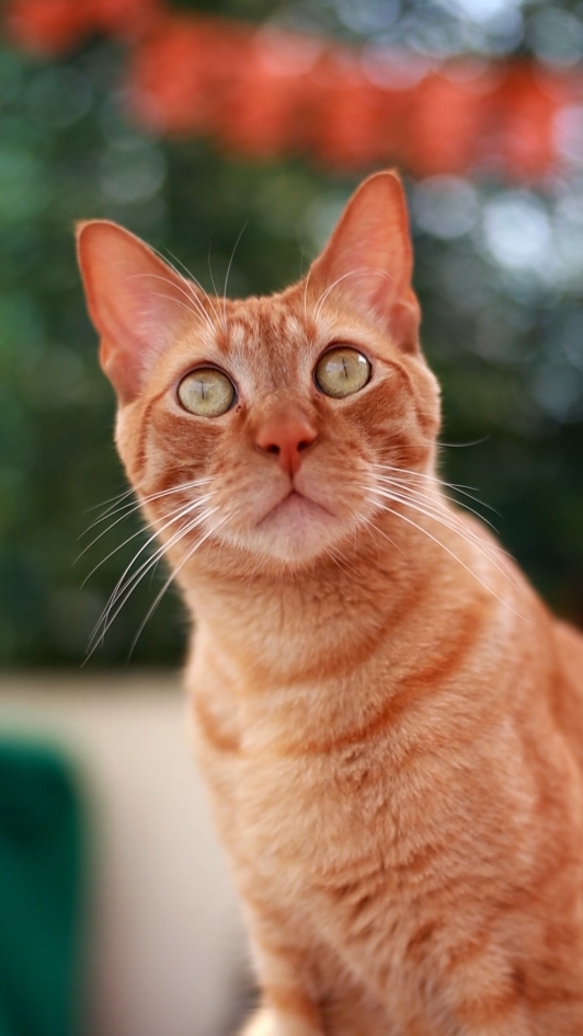 Katzenliebhaber