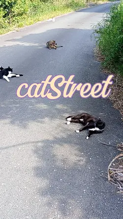 ねこストリート
