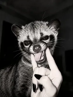 templat hitam putih