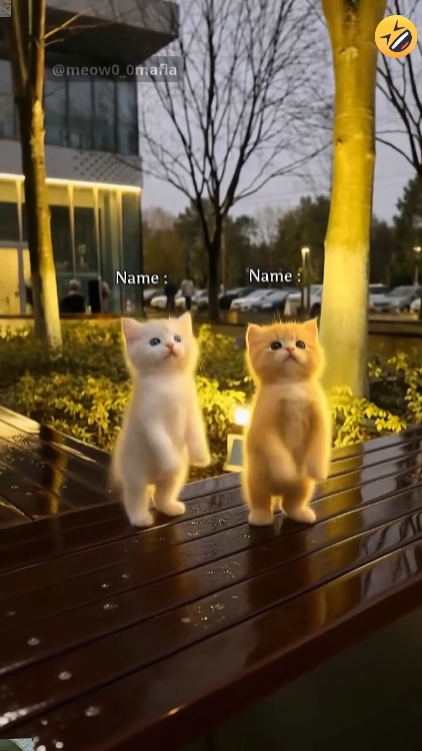 Gato De Dança Engraçado