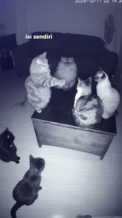 trend kucing ngobrol
