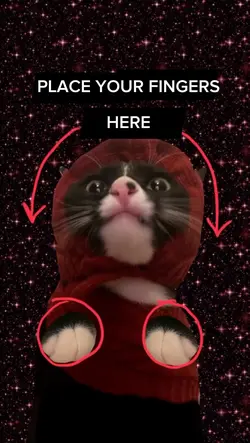 funny cat meme