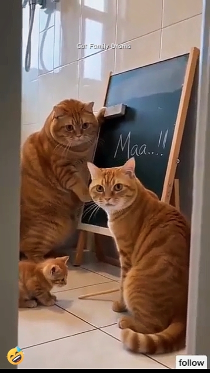Edit Teks. kucing lucu