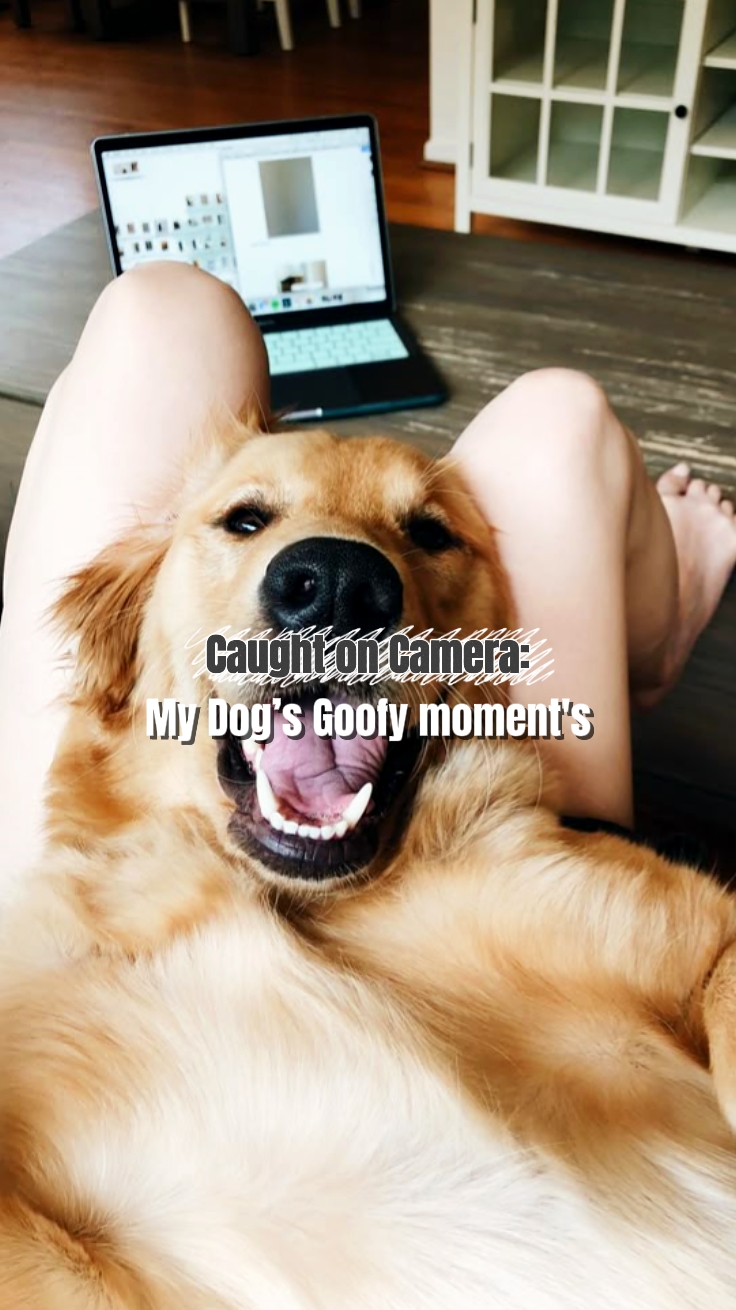köpeğim aptal an