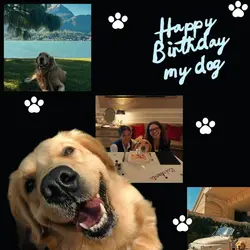 dog birthday