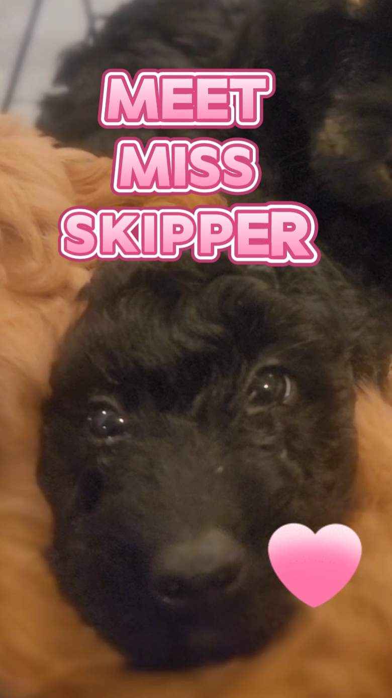 Meet this Puppy