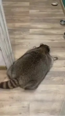 Fat raccoon