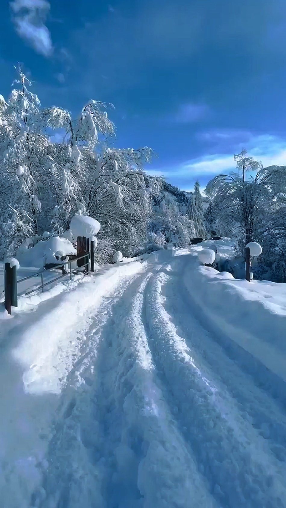 冬雪