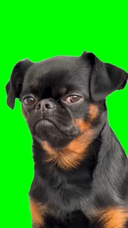 Sad Black Dog