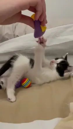 bébé Yoko 