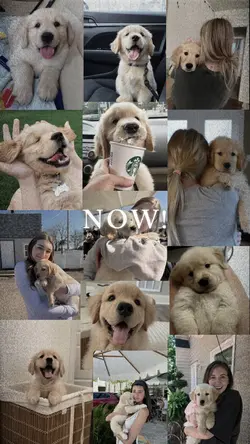 Now I Miss You Doggy