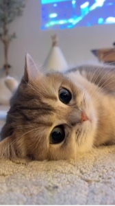 Gato Fofo | Engraçado