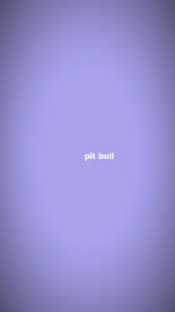 pit bull