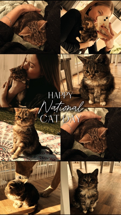 Día Nacional del Gato 