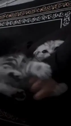 jangan sakiti kucing