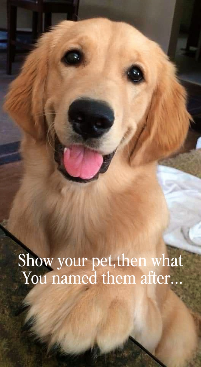 Pet template 