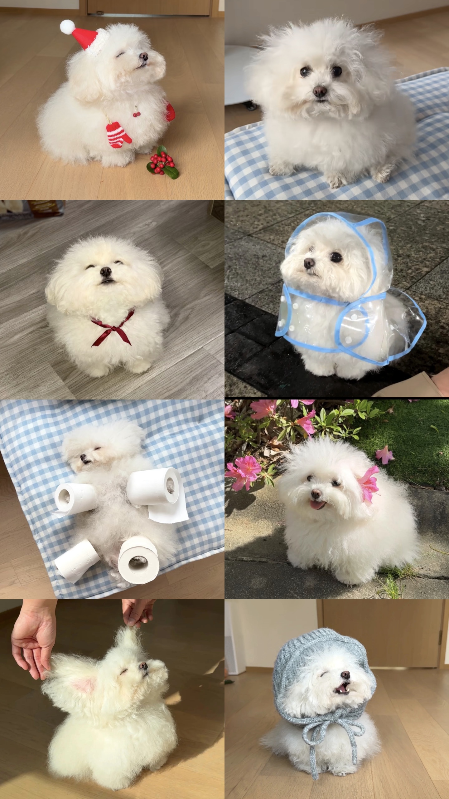 Linda plantilla de mascota 