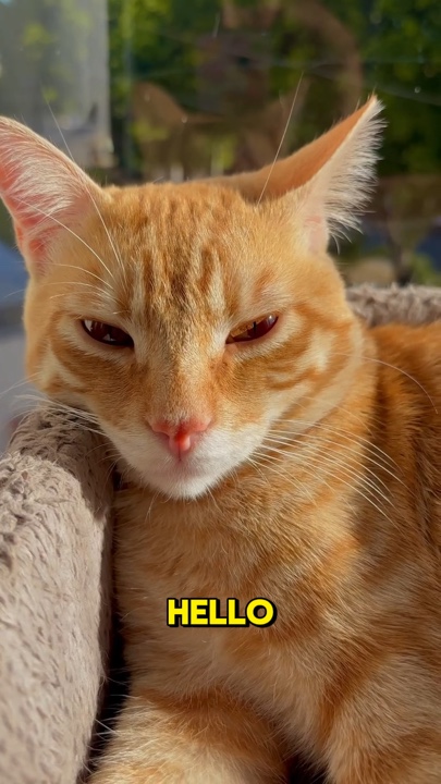 Gato de transición