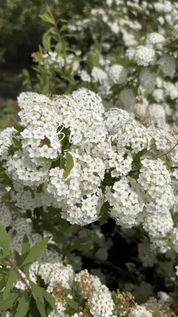 Blossoms