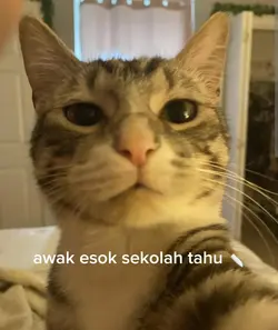 sapa belum siap kene