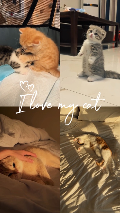 J'aime mon chat