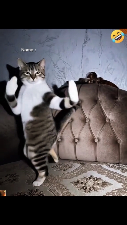 Dance Cat