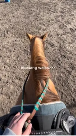 mustang walks