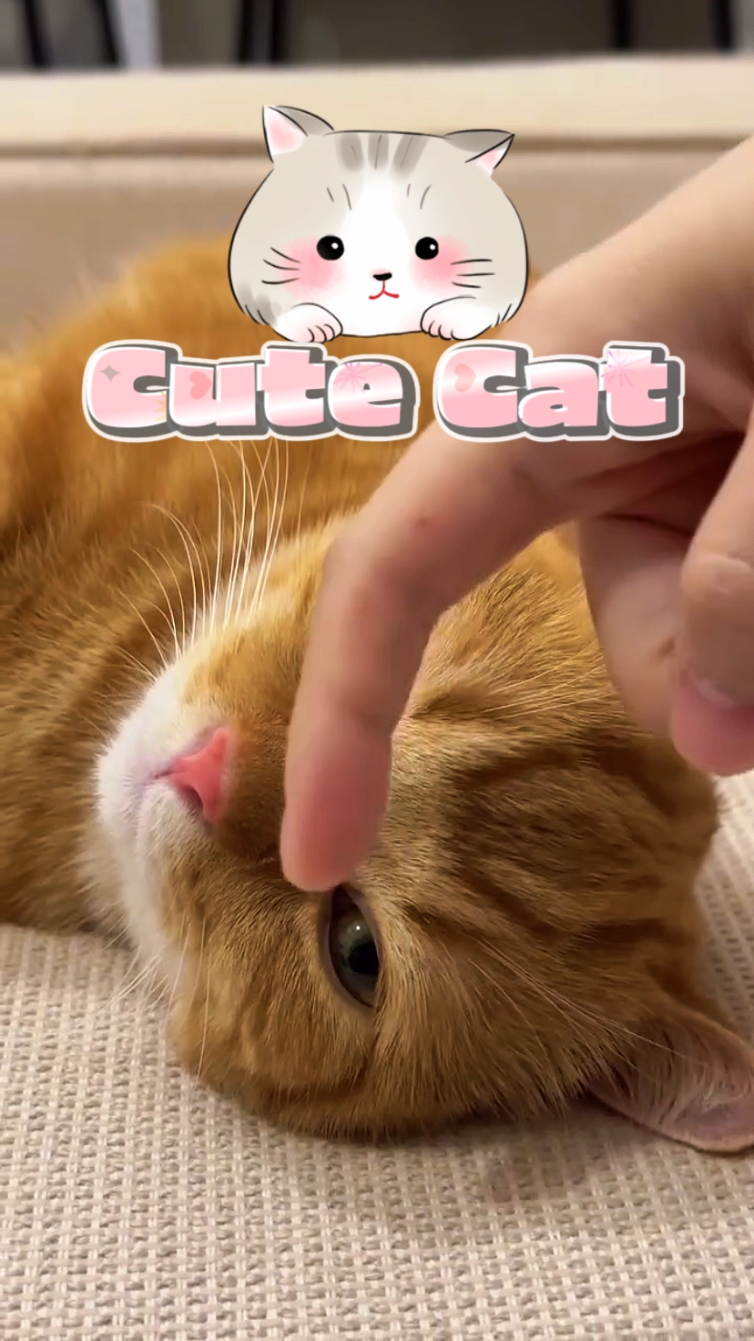 Cute Cat