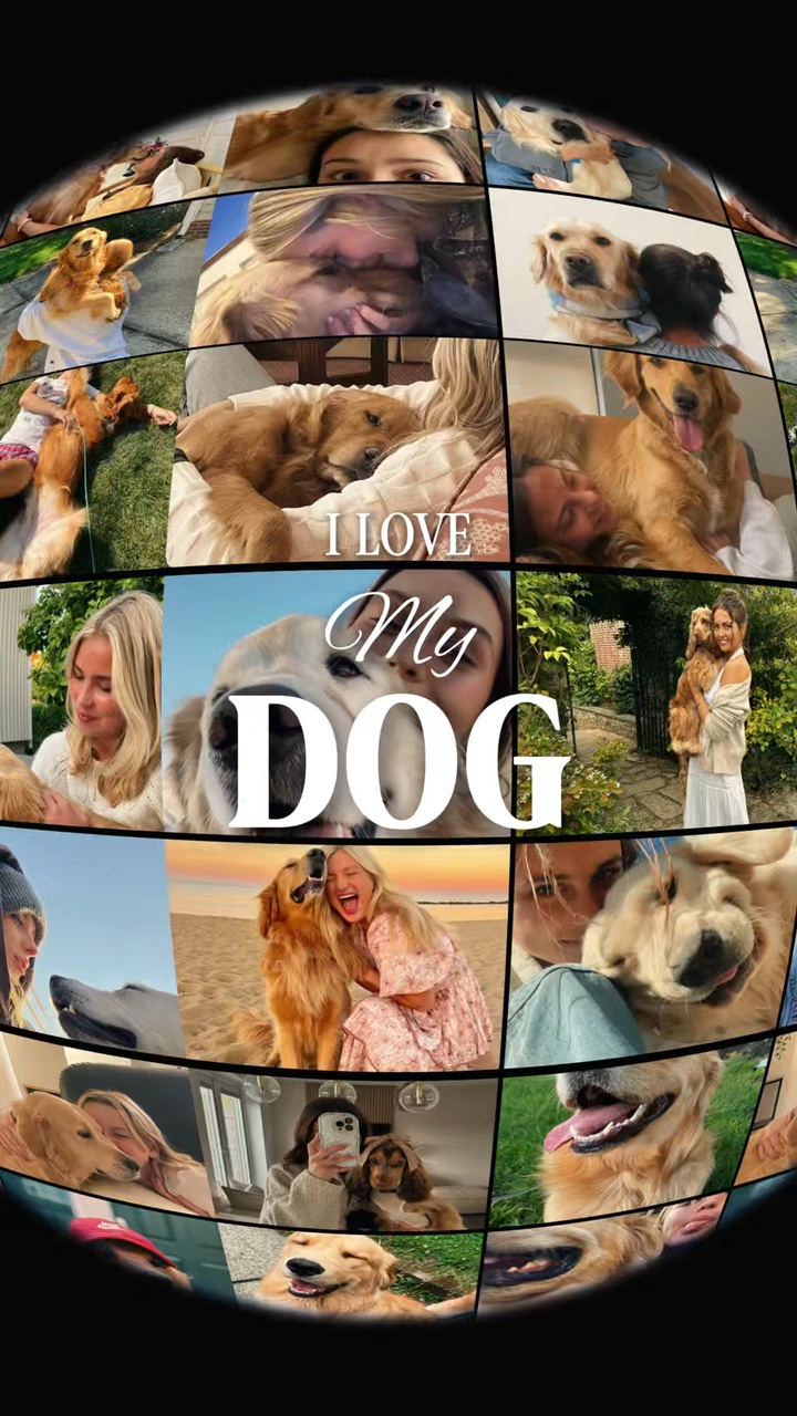 Hundehalde Foto
