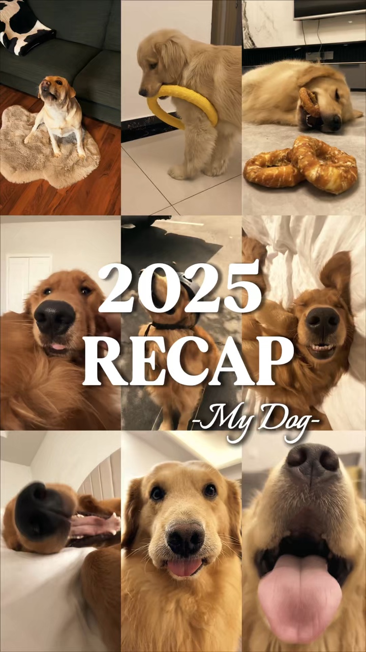 2025 recapitular meu cachorro
