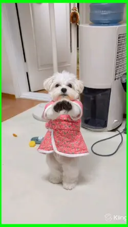 dancing dog