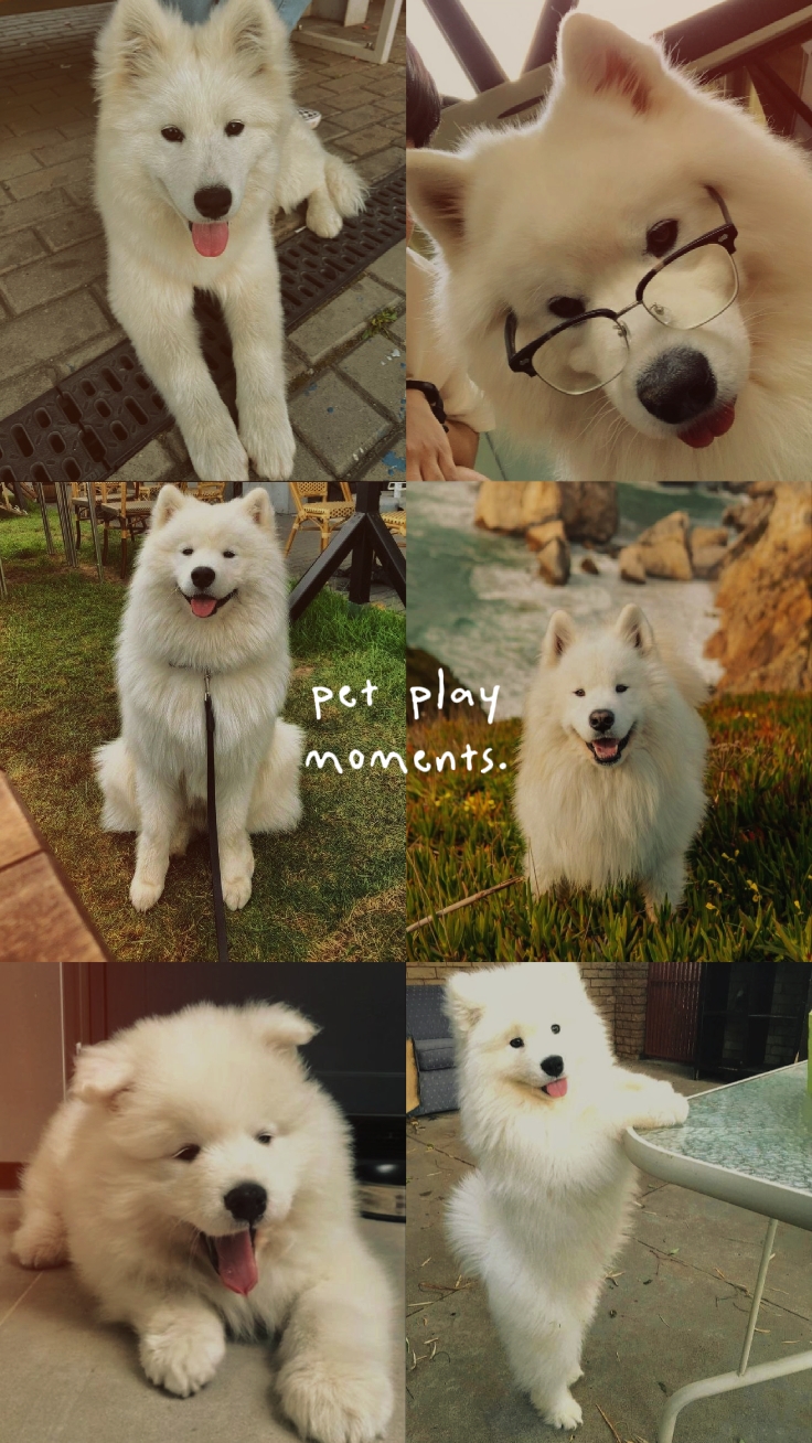 pet play moments