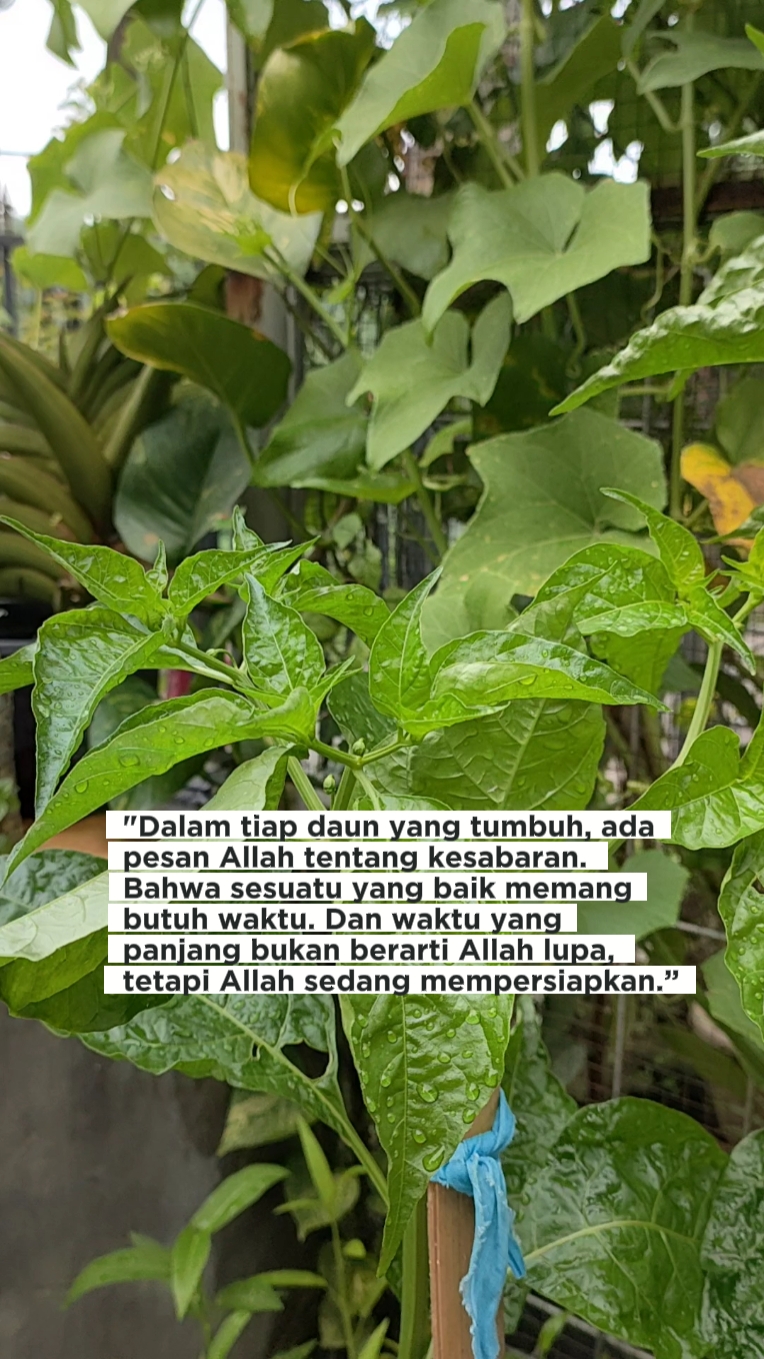 Hikmah dari Daun