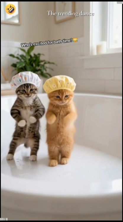 Tren Kucing Tari