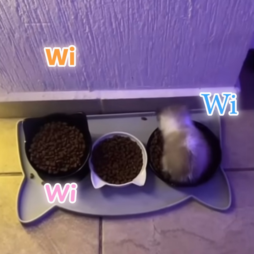 Wiwiwi Katze