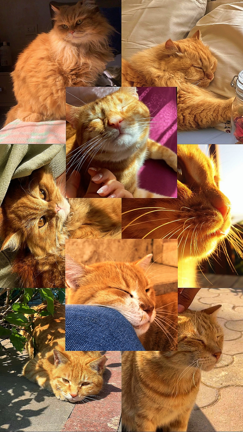 7 Plantillas De Fotos