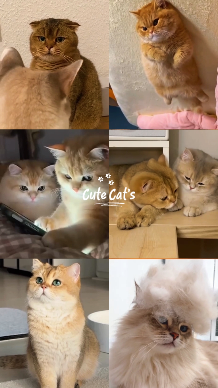 Lindo gato