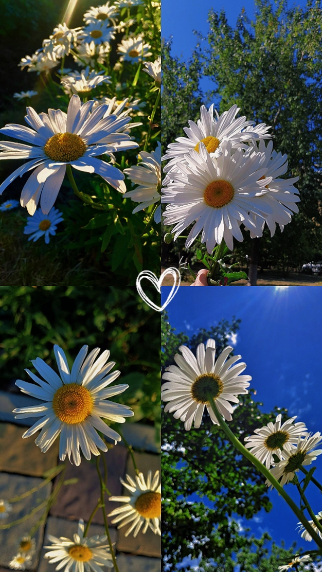 çiçekler