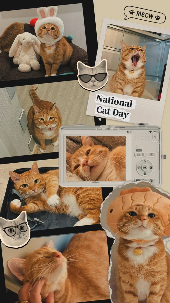 전국 고양이의 날 🐱💛