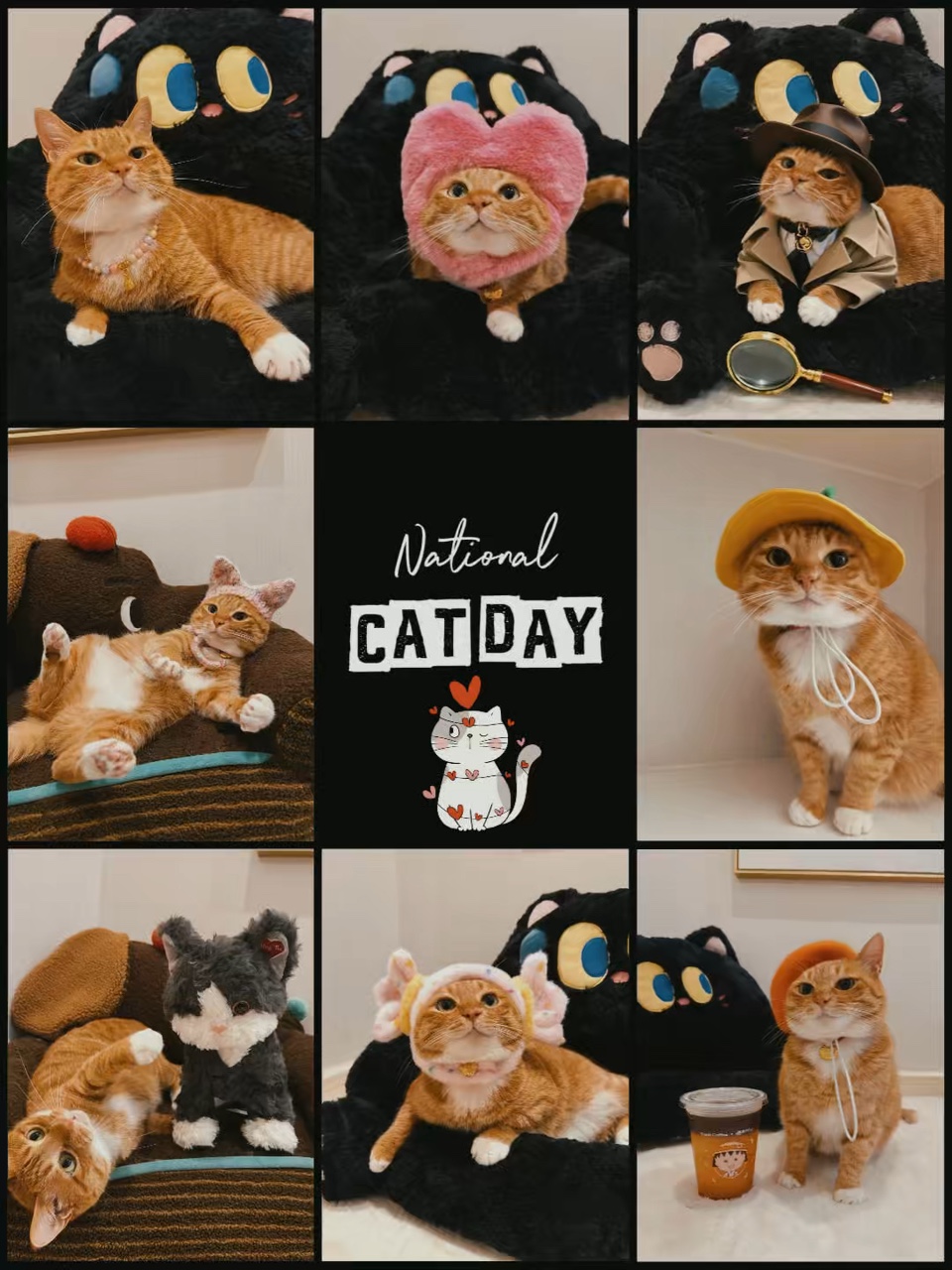 Nationaler Katzentag 🐱🐾