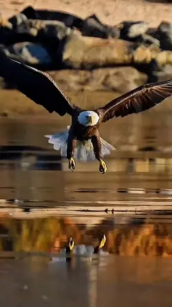 Eagles Flight