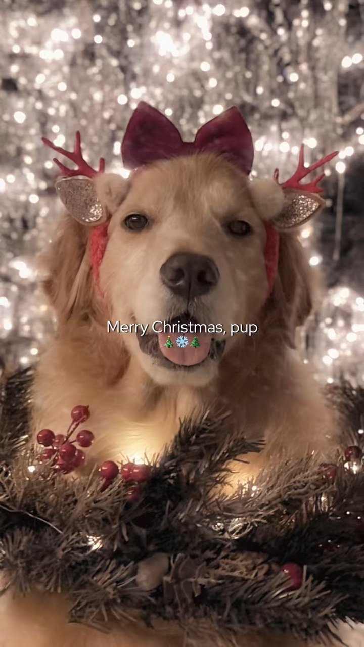 Merry Christmas, pup