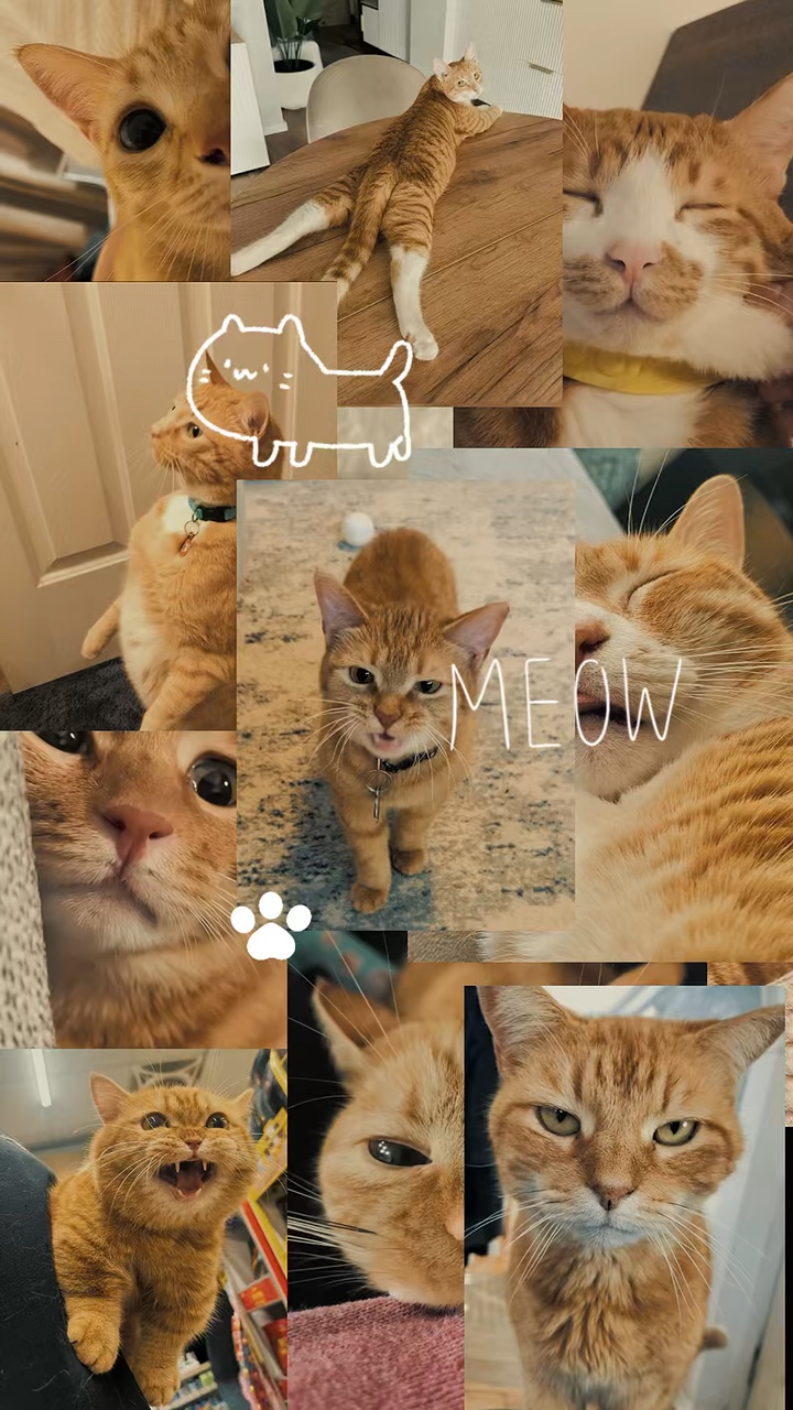 Gato volcado lindo