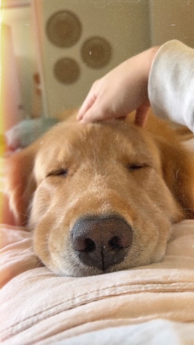 Lindo perro