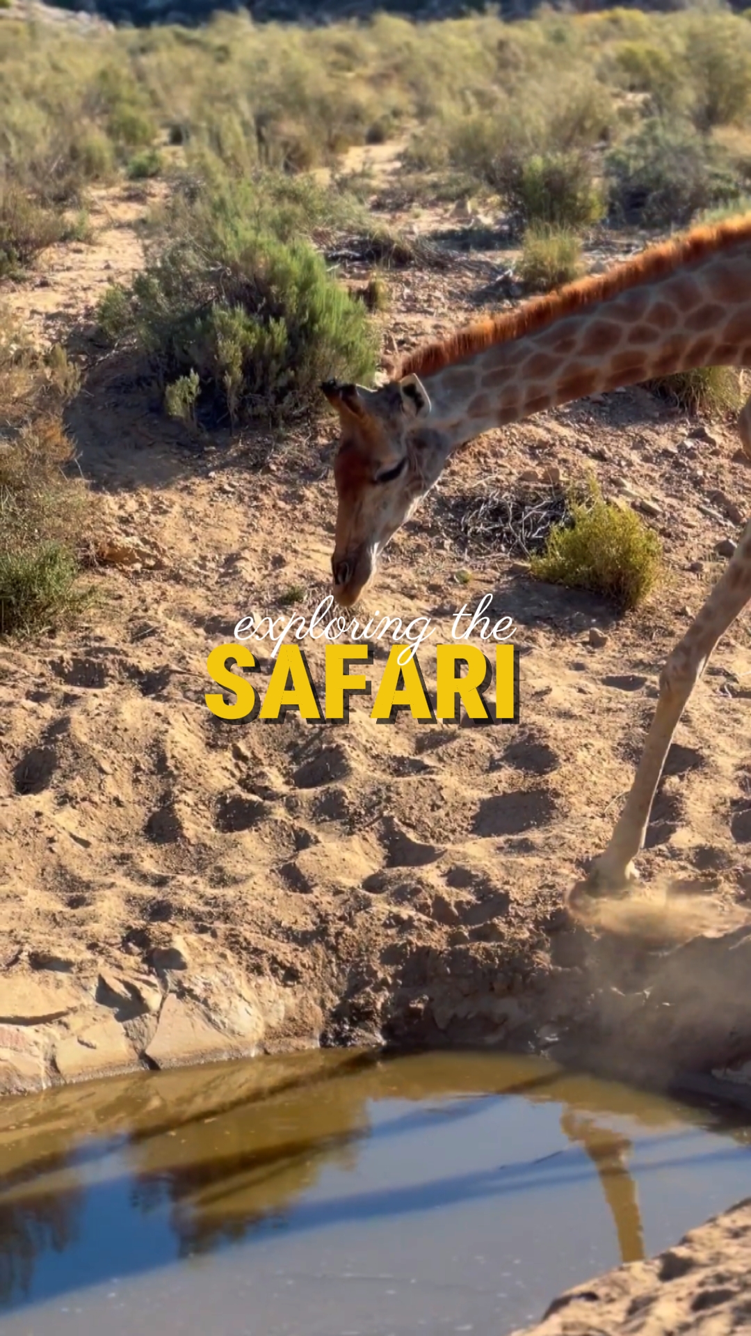 Erkundung der Safari