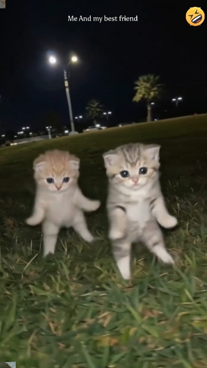 Cute Cat