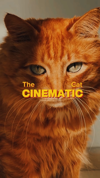 le chat cinématographique