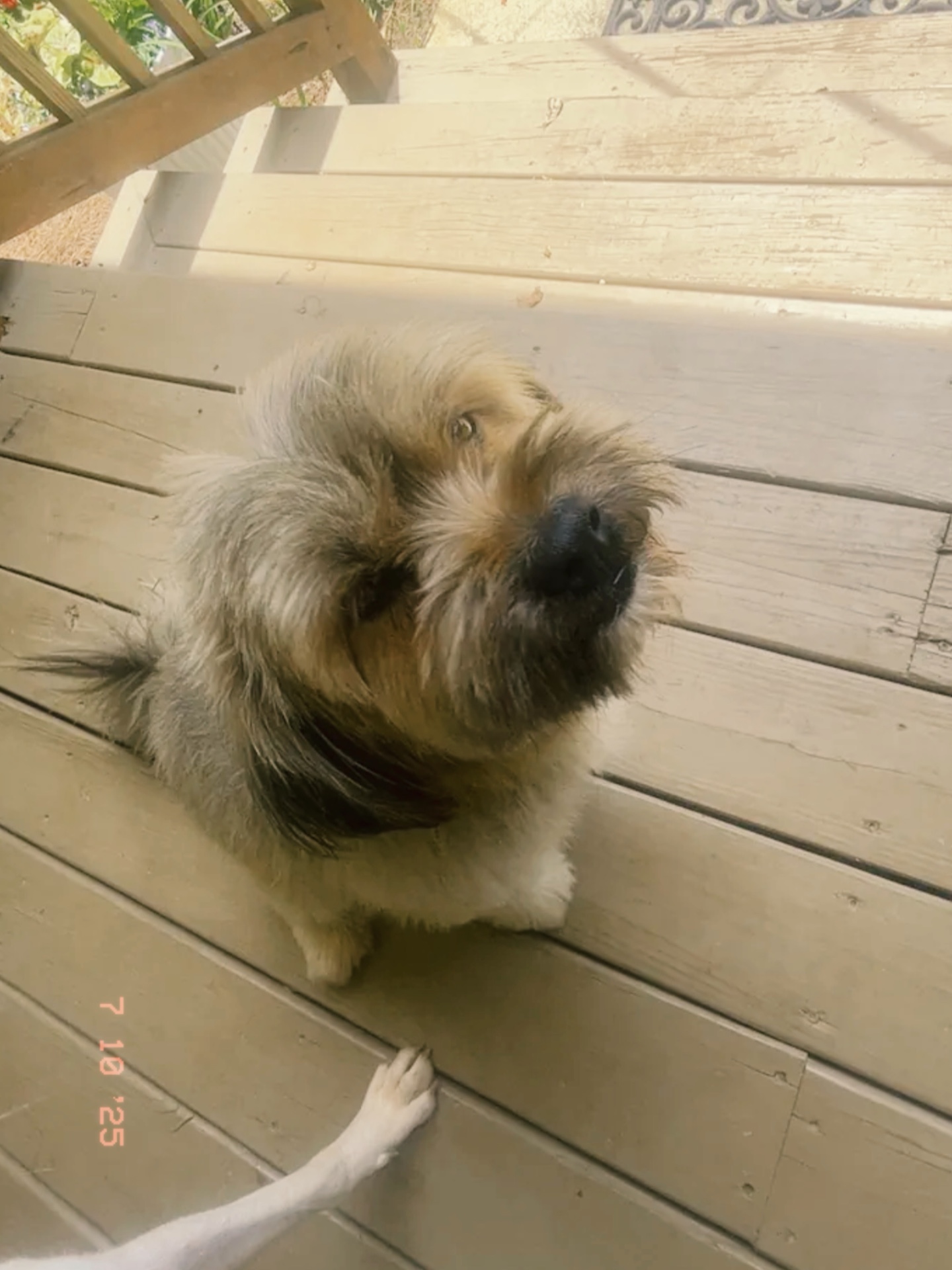Puppy!